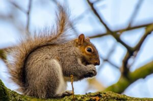 grey squirrel