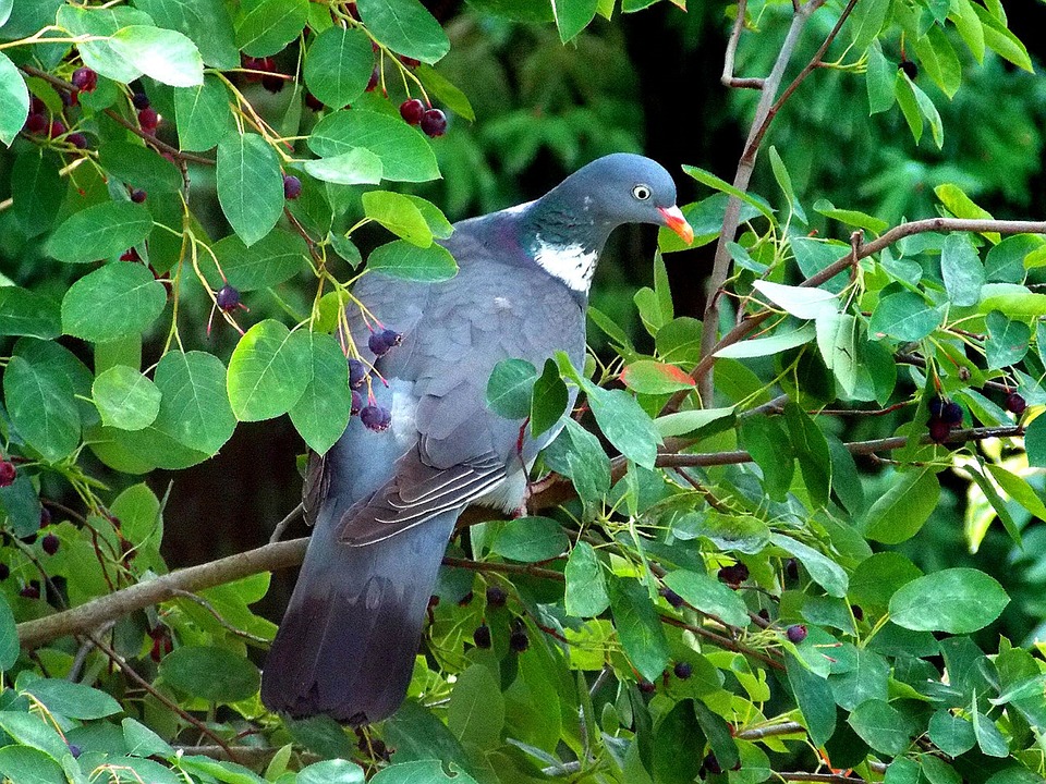 rock dove