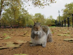 grey squirrel