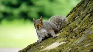 grey squirrel