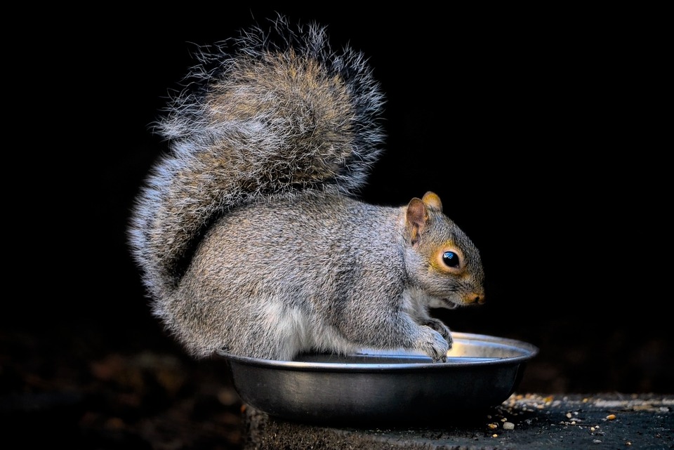 grey squirrel