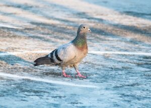 rock dove
