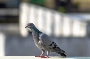 rock dove