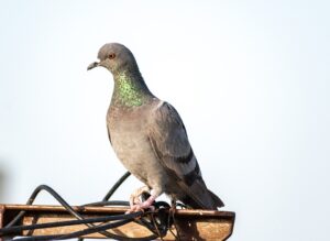 rock dove