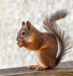 grey squirrel