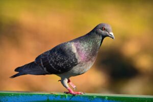 rock dove