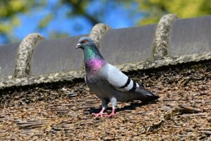 rock dove