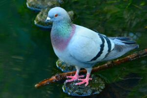 rock dove