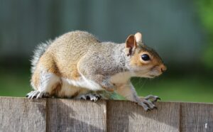 grey squirrel