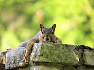 grey squirrel