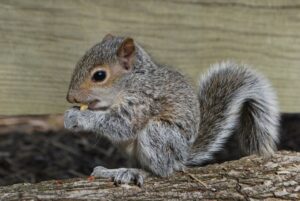 grey squirrel