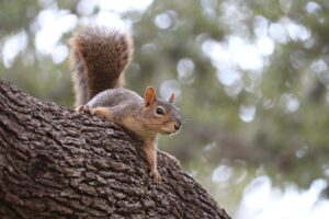 grey squirrel