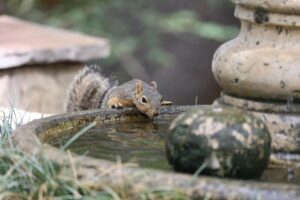 grey squirrel