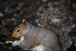 grey squirrel